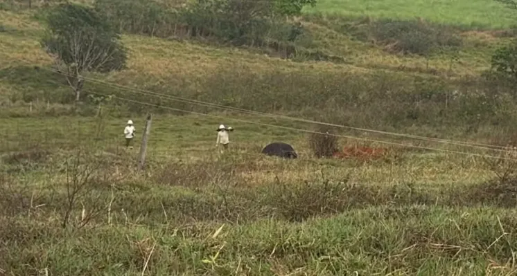 Temporal provoca morte de quatro vacas eletrocutadas e causa estragos na região