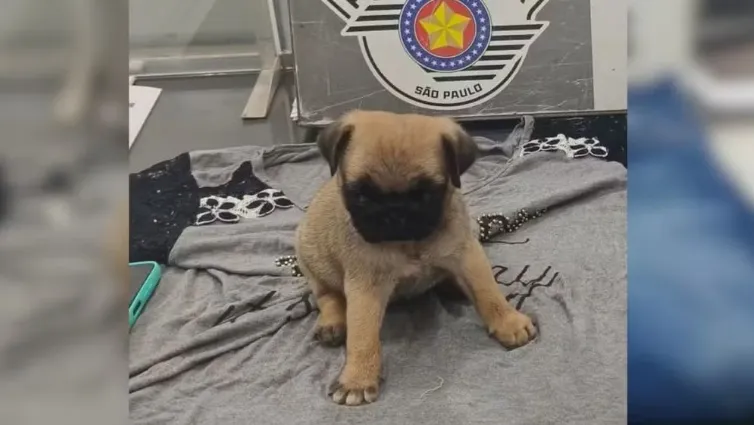 Uma mulher esconde filhote de cachorro na bolsa e furta em petshop em Jales