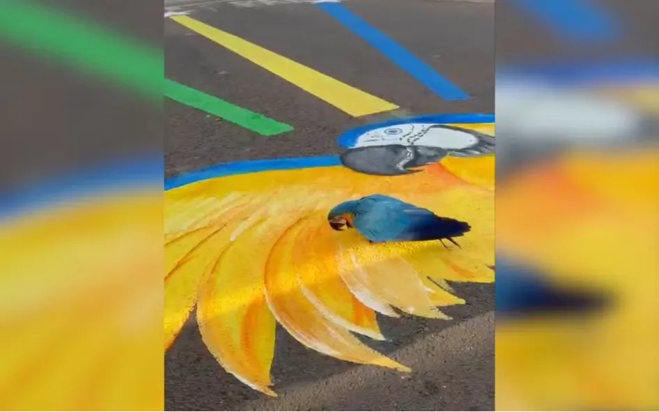 Comerciante registra arara-canindé 'passeando' por cima de desenho em homenagem à ave: 'Foi lindo ver
