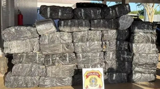 PF apreende mais de 1 tonelada de maconha escondida em carga de mandioca no interior de SP