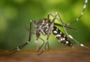 Chapadão do Sul lidera ranking da taxa de incidência nacional de Zika