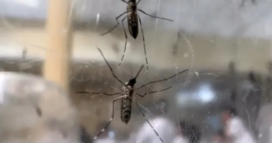 Araçatuba confirma primeira morte por dengue