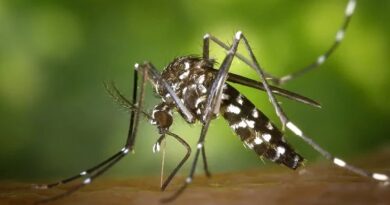Brasil atinge 1,6 mil mortes confirmadas por dengue, 14 em MS