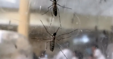 Com mais de 1 mil casos, Saúde confirma epidemia de dengue em Birigui